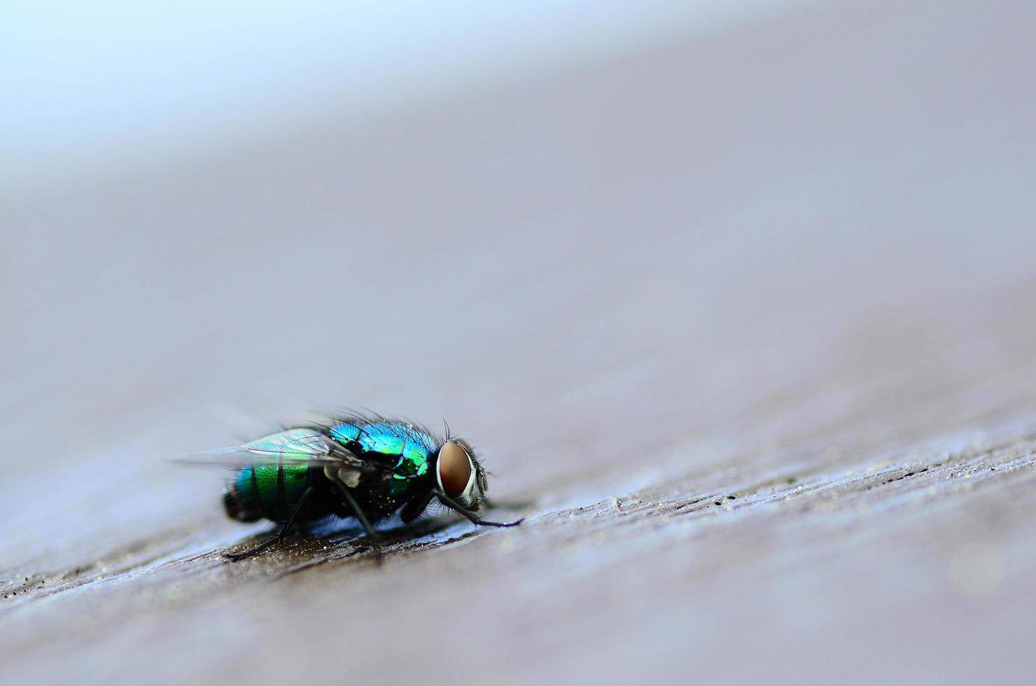 vista macro de mosca colorida foto