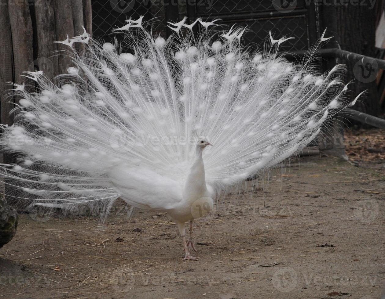 animal pássaro pavão foto