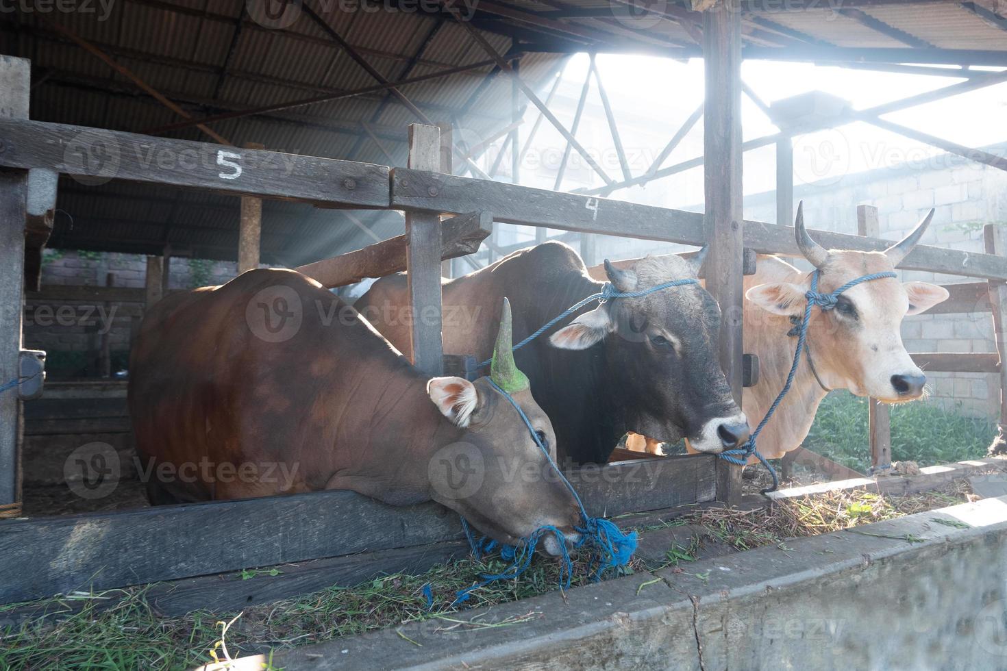 as vacas da fazenda são alimentadas com capim e serão sacrificadas no feriado muçulmano de eid al-adha para levar sua carne e leite de vaca. raios e fumaça foto