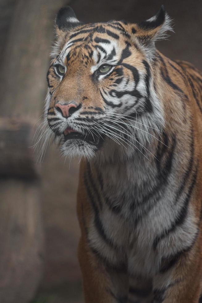 retrato de tigre sumatra foto