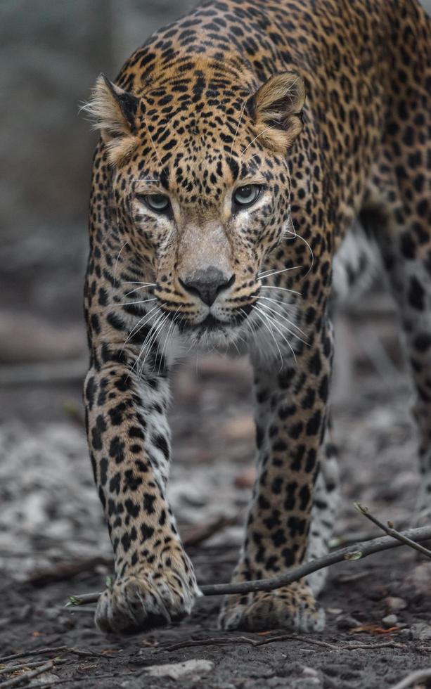 leopardo do sri lankan foto