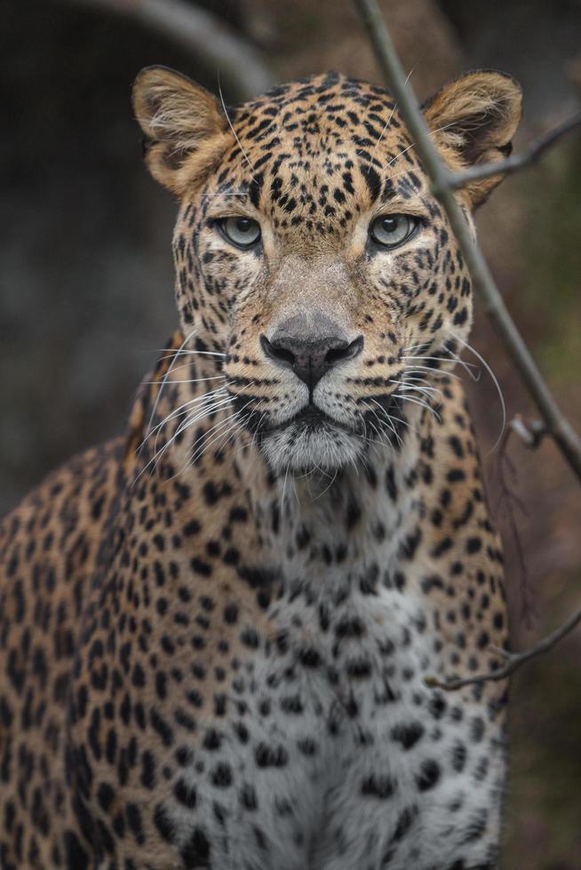 leopardo do sri lankan foto