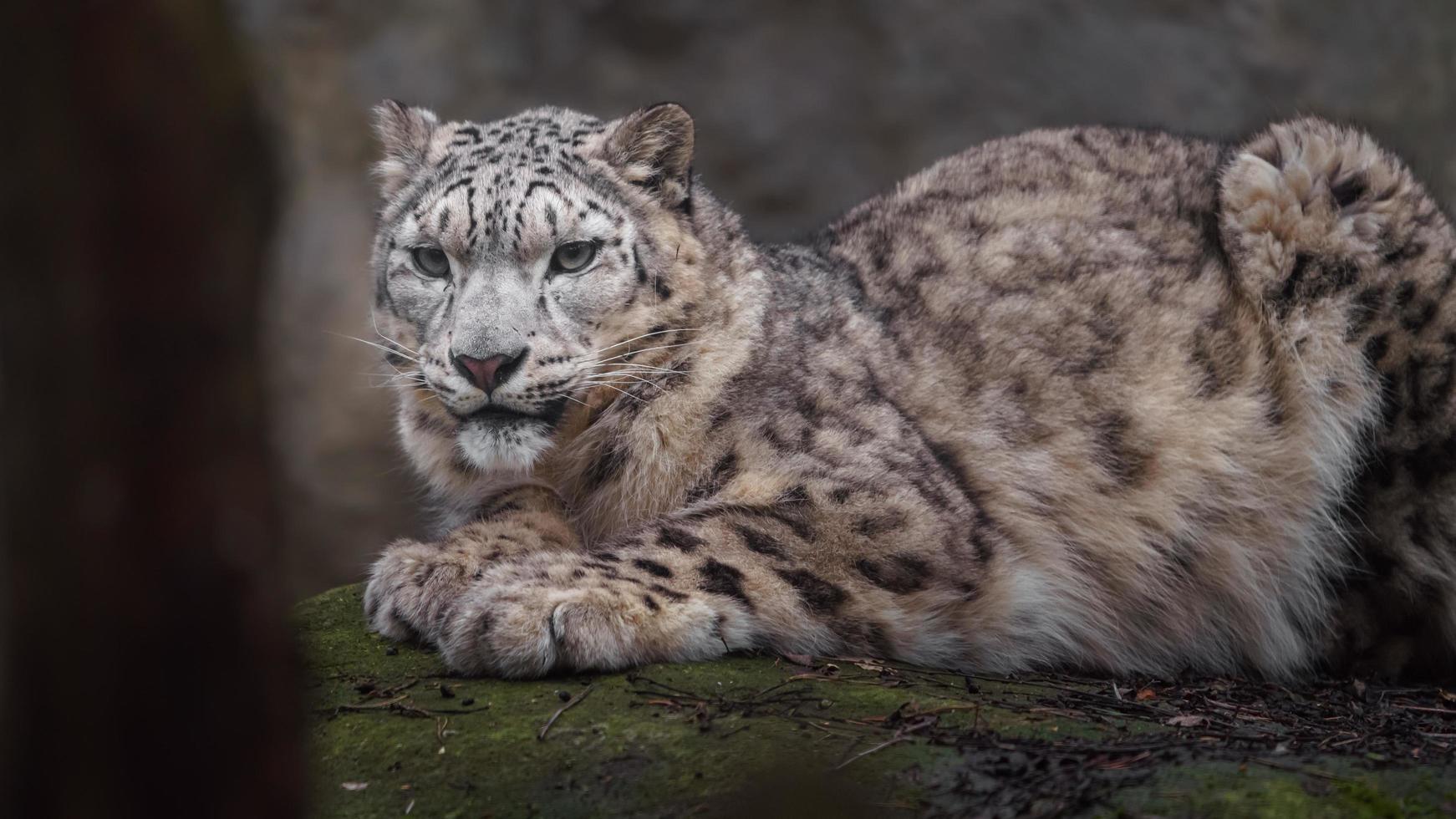 leopardo da neve no zoológico foto