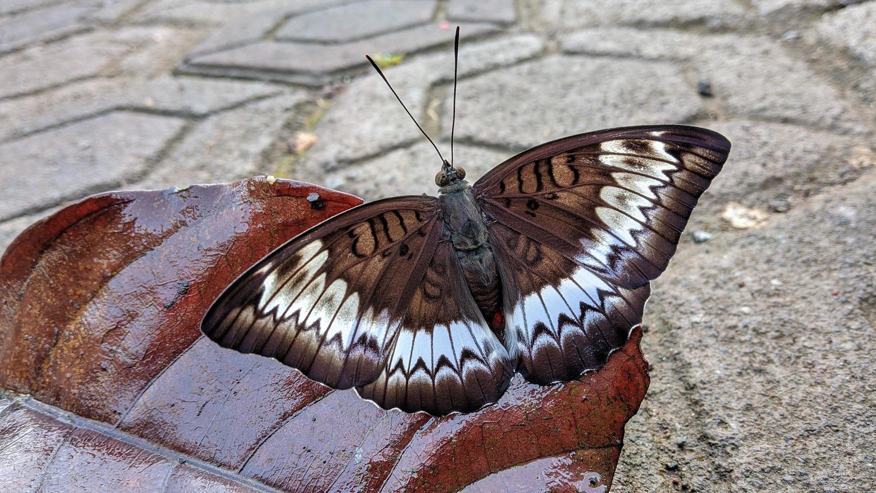 uma borboleta marrom com um lindo padrão branco para um walpapper ou anexo a um artigo sobre a natureza. foto