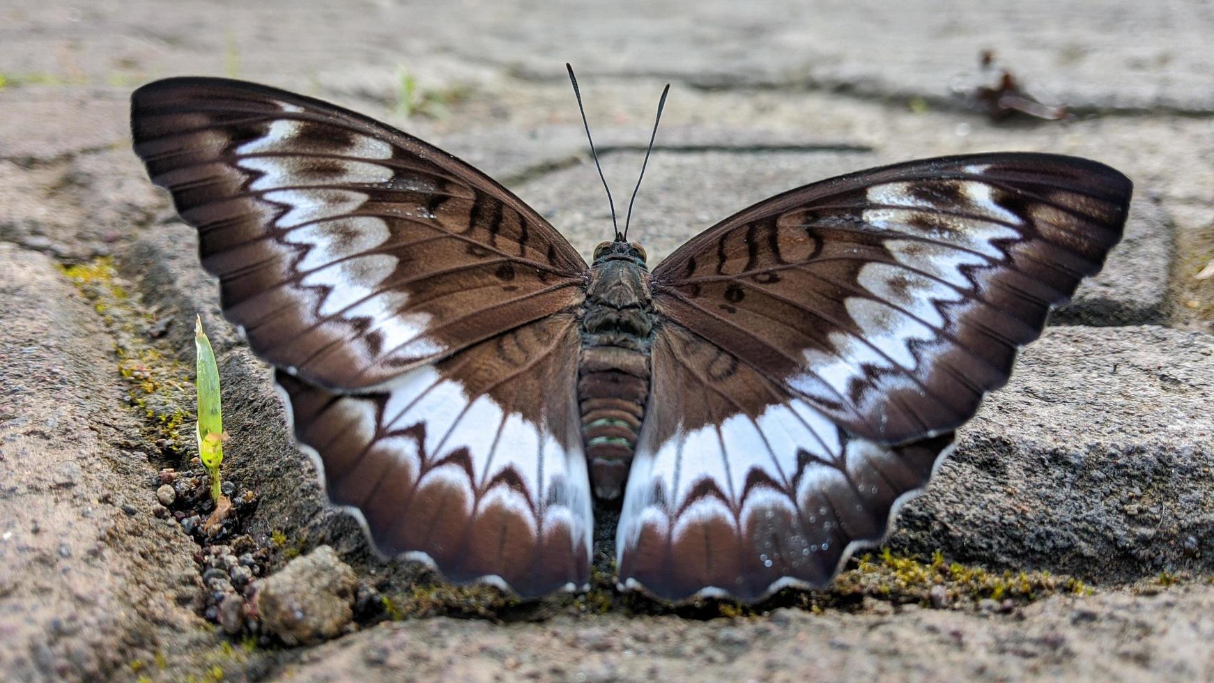 uma borboleta marrom com um lindo padrão branco para um walpapper ou anexo a um artigo sobre a natureza. foto