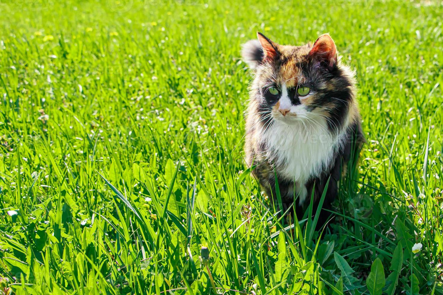 gato doméstico fofo caminha na grama da primavera. foto