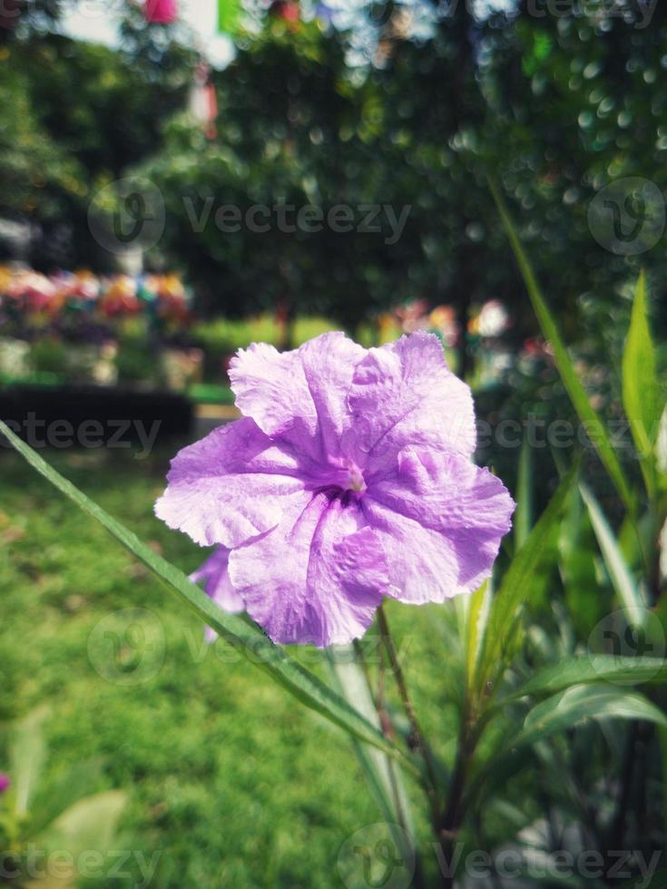 lindas flores roxas em um jardim foto