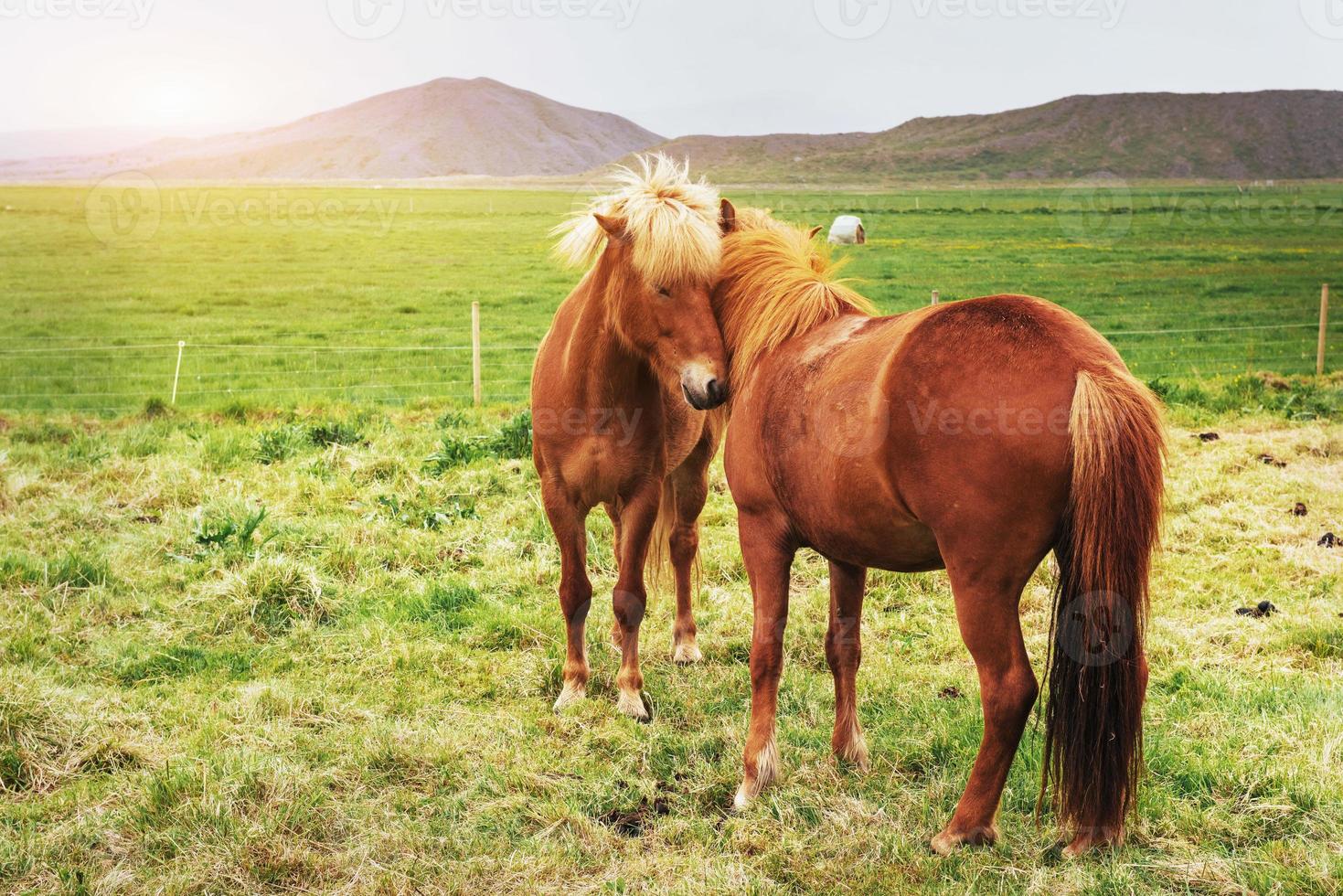 encantadores cavalos islandeses em um pasto com montanhas foto