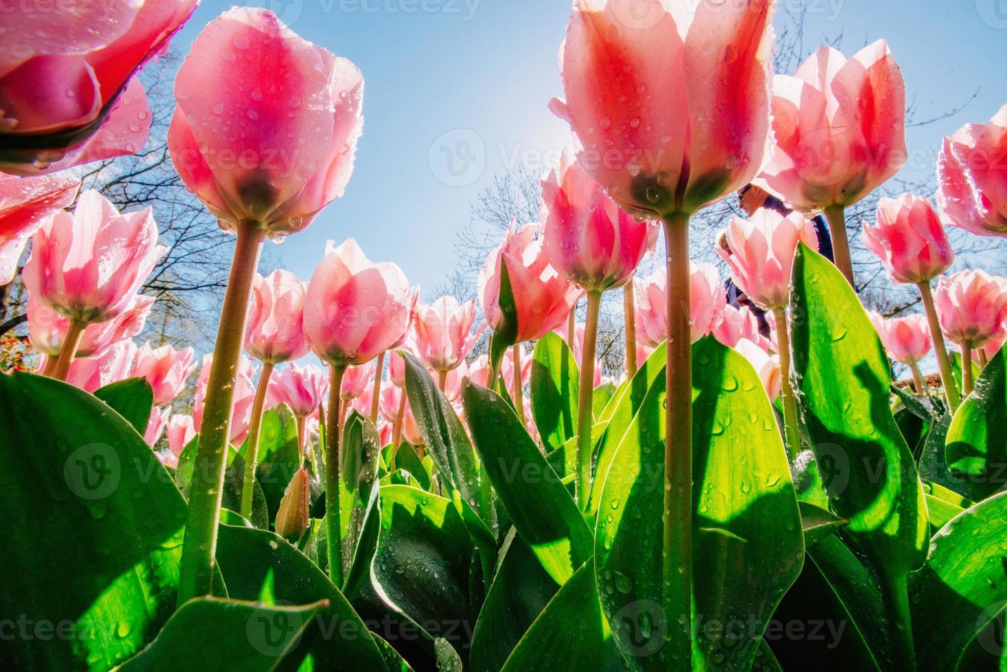 a luz do sol brilha através das lindas tulipas da primavera foto