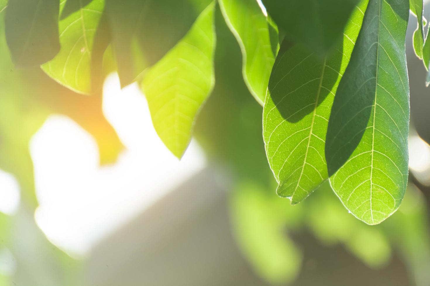 fundo de folha verde natural de primavera. fundo de vegetação turva. usando como fundo de primavera e natureza. seleciona o foco foto