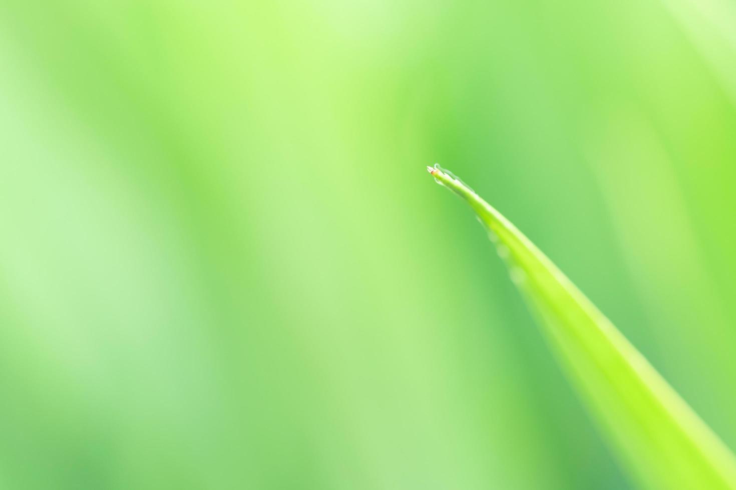 fundo de folha verde natural de primavera. fundo de vegetação turva. usando como fundo de primavera e natureza. seleciona o foco foto