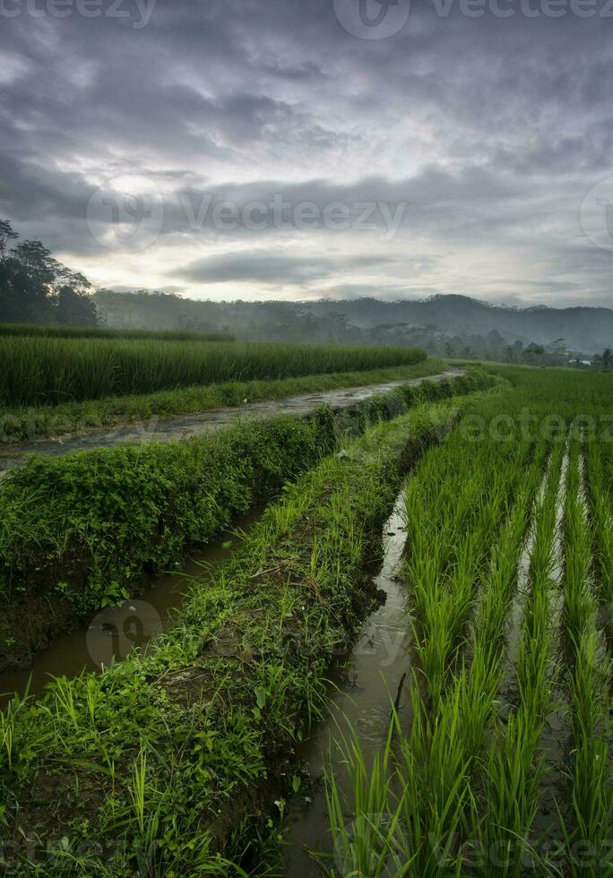 os extensos campos de arroz pela manhã, as folhas das plantas são verdes foto