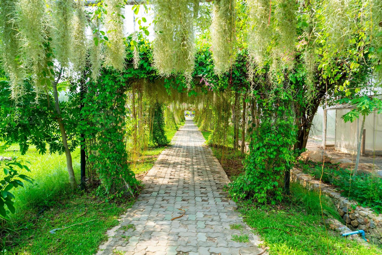 lindo arco de árvore no túnel foto