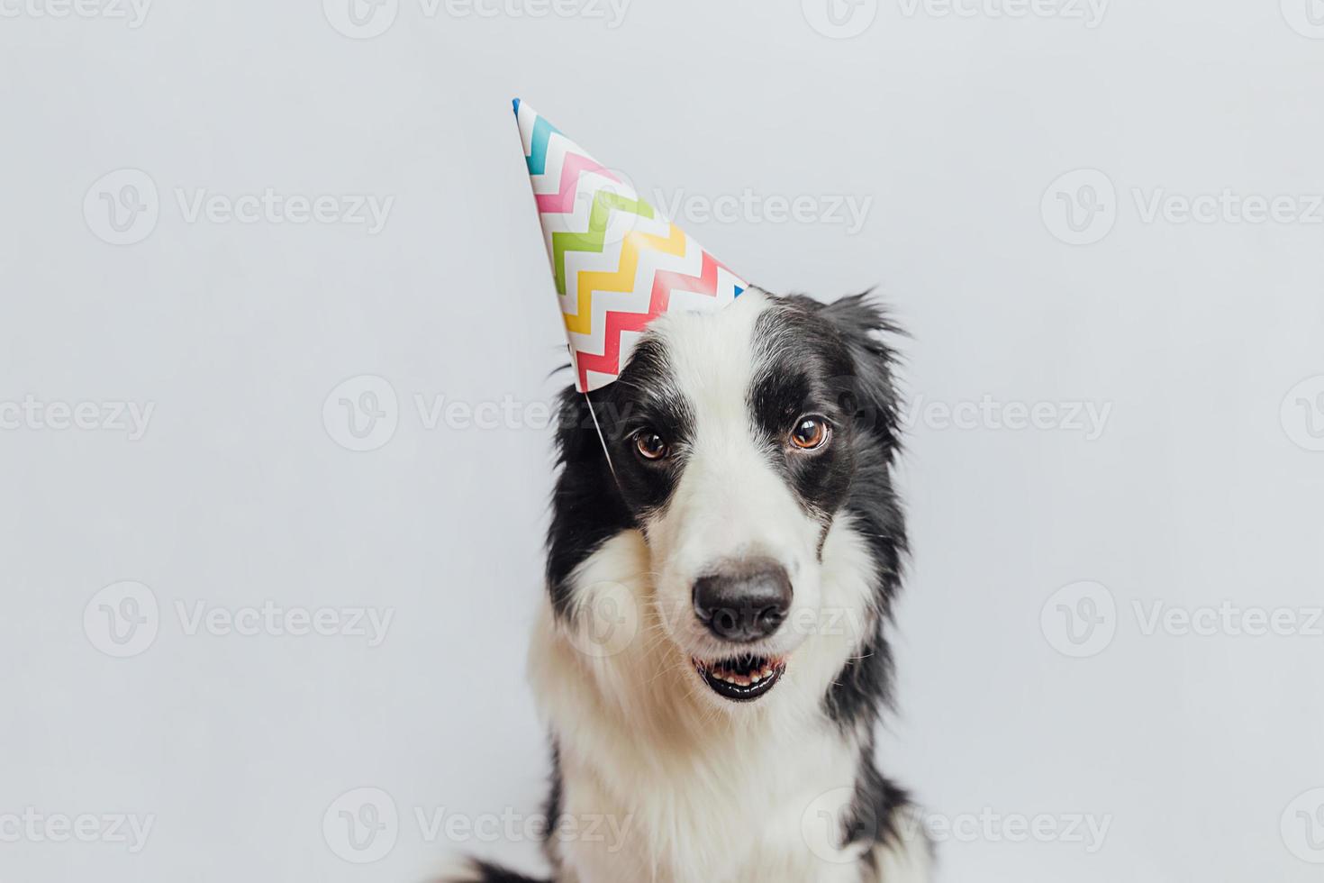 conceito de festa de aniversário feliz. engraçado cachorrinho bonitinho border collie usando chapéu bobo de aniversário isolado no fundo branco. cão de estimação no dia do aniversário. foto