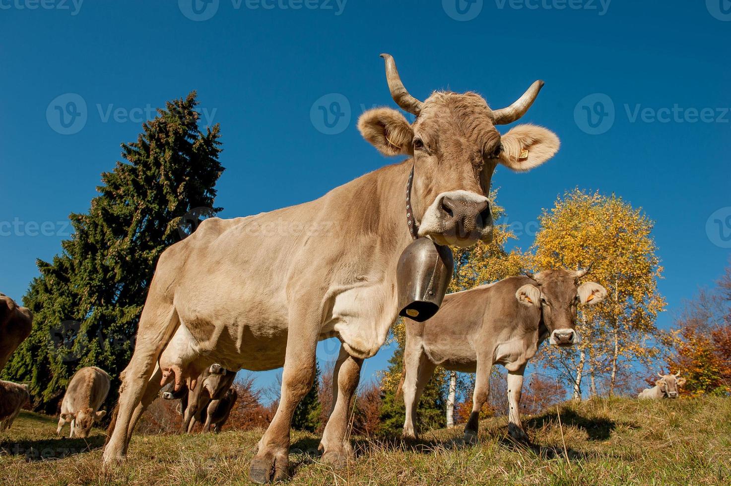 vacas pastando se alimentando de grama foto