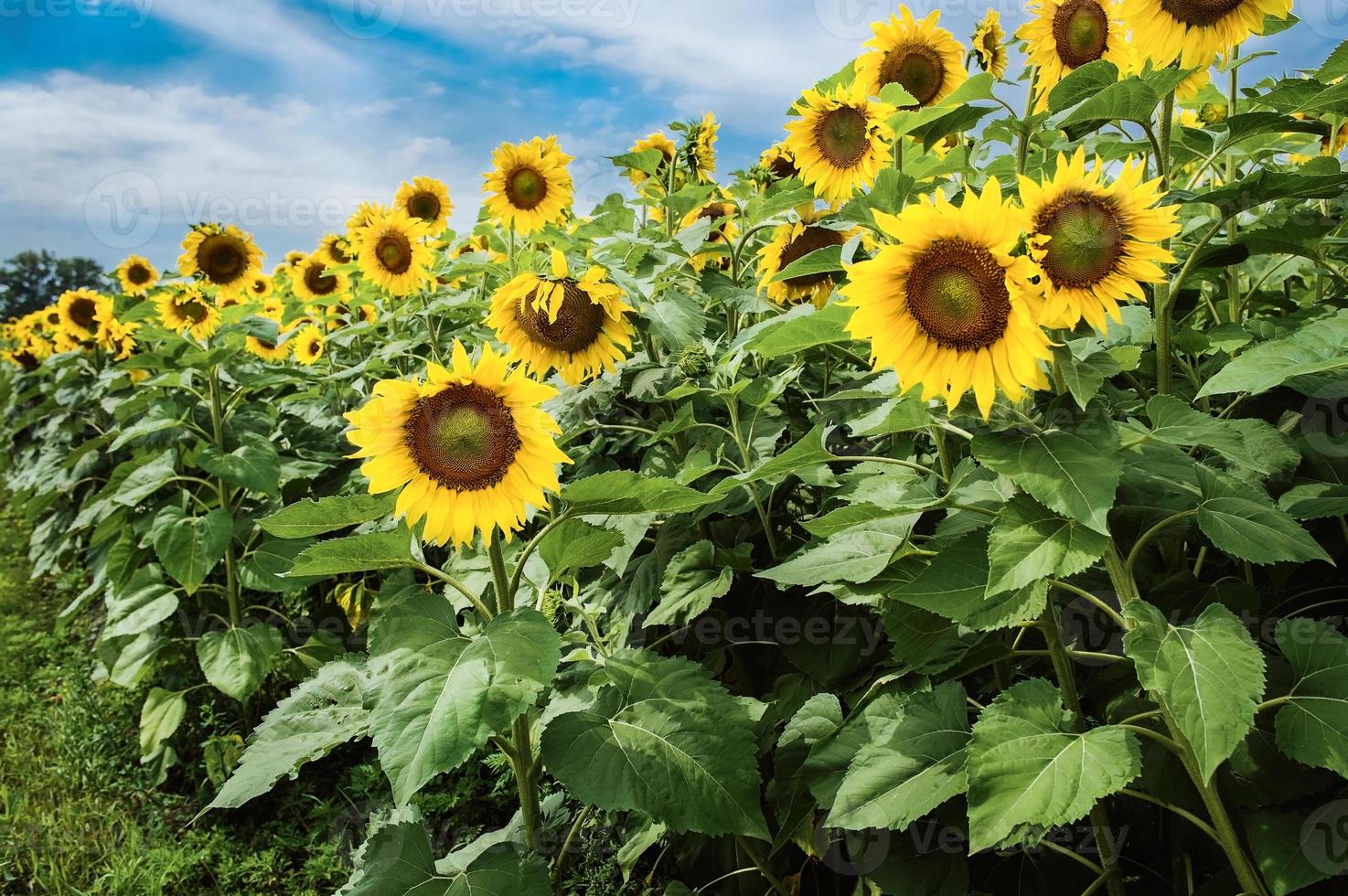 campo de girassóis em flor no verão foto