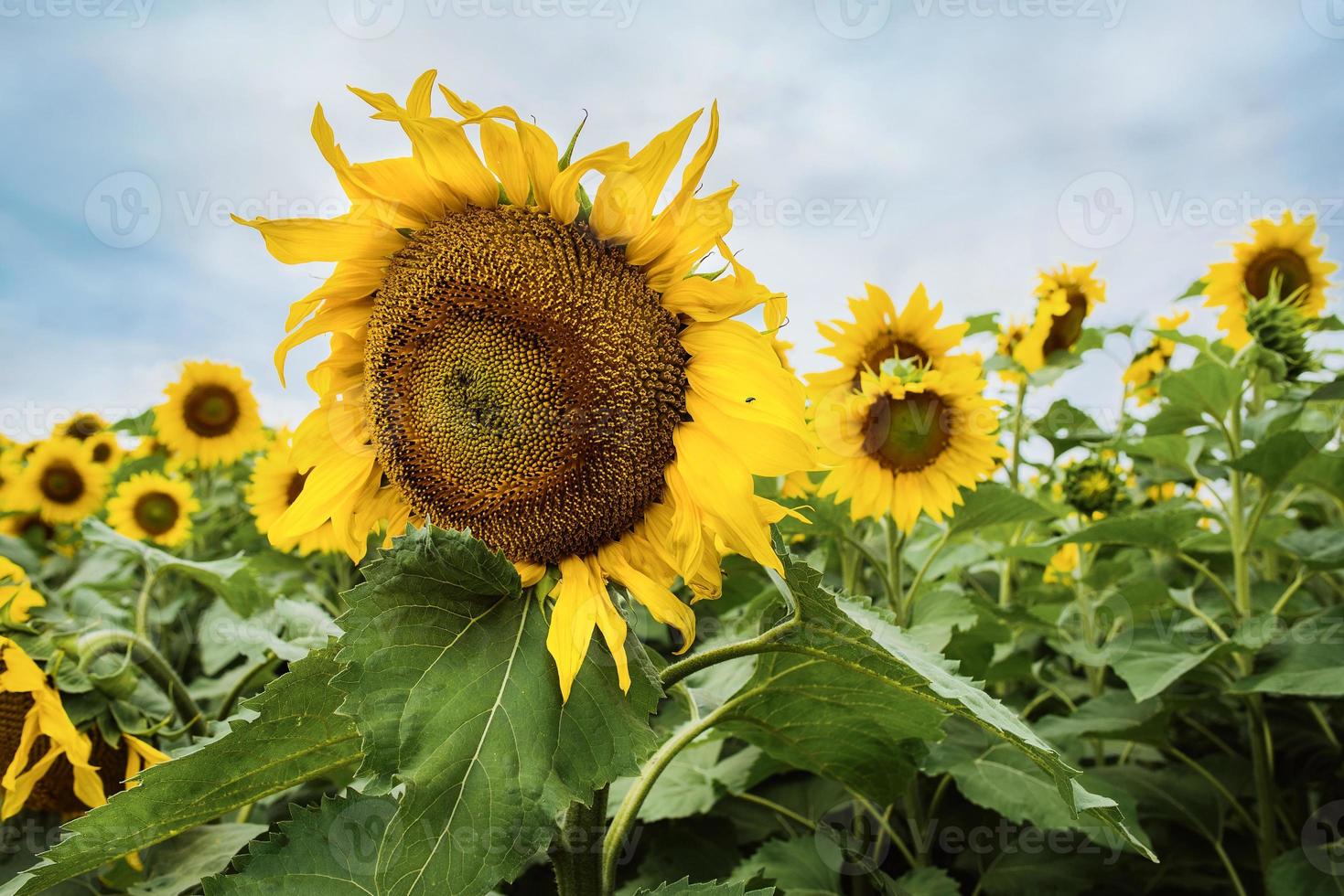 campo de girassóis em flor no verão foto