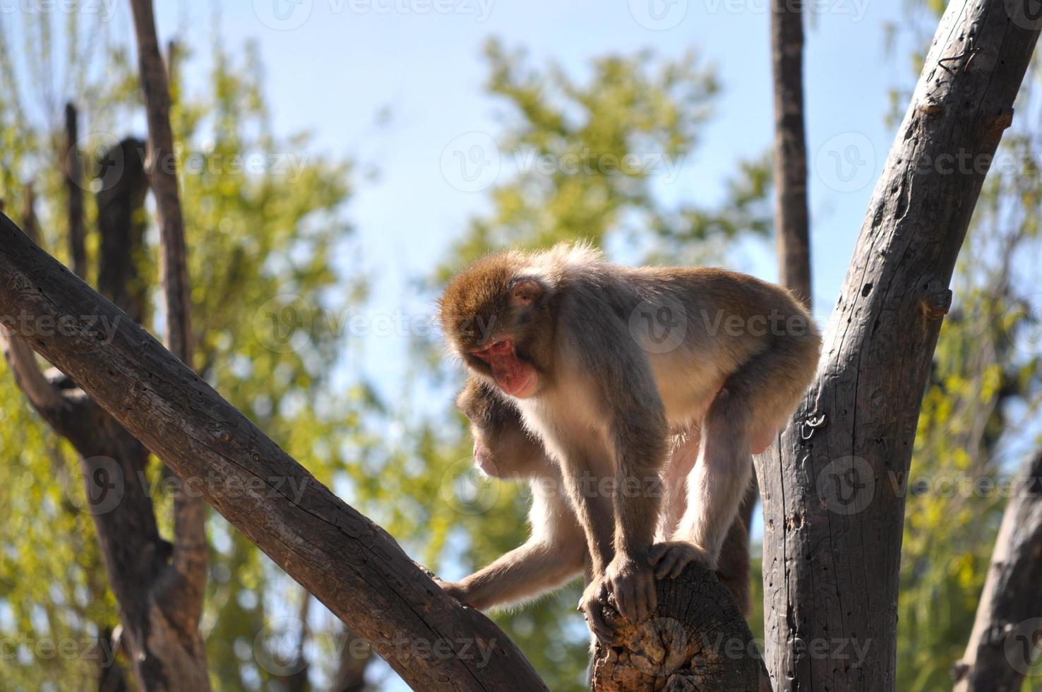 macaque japonês macaca fuscata, também conhecido como macaco da neve foto