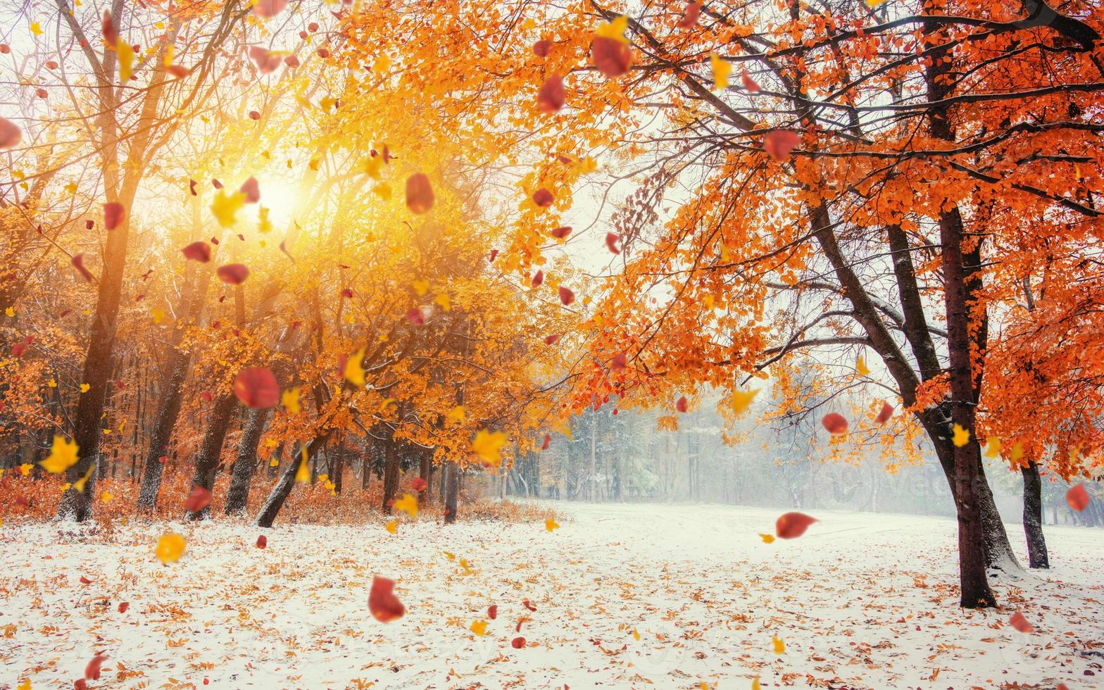 a luz rompe as folhas de outono das árvores foto