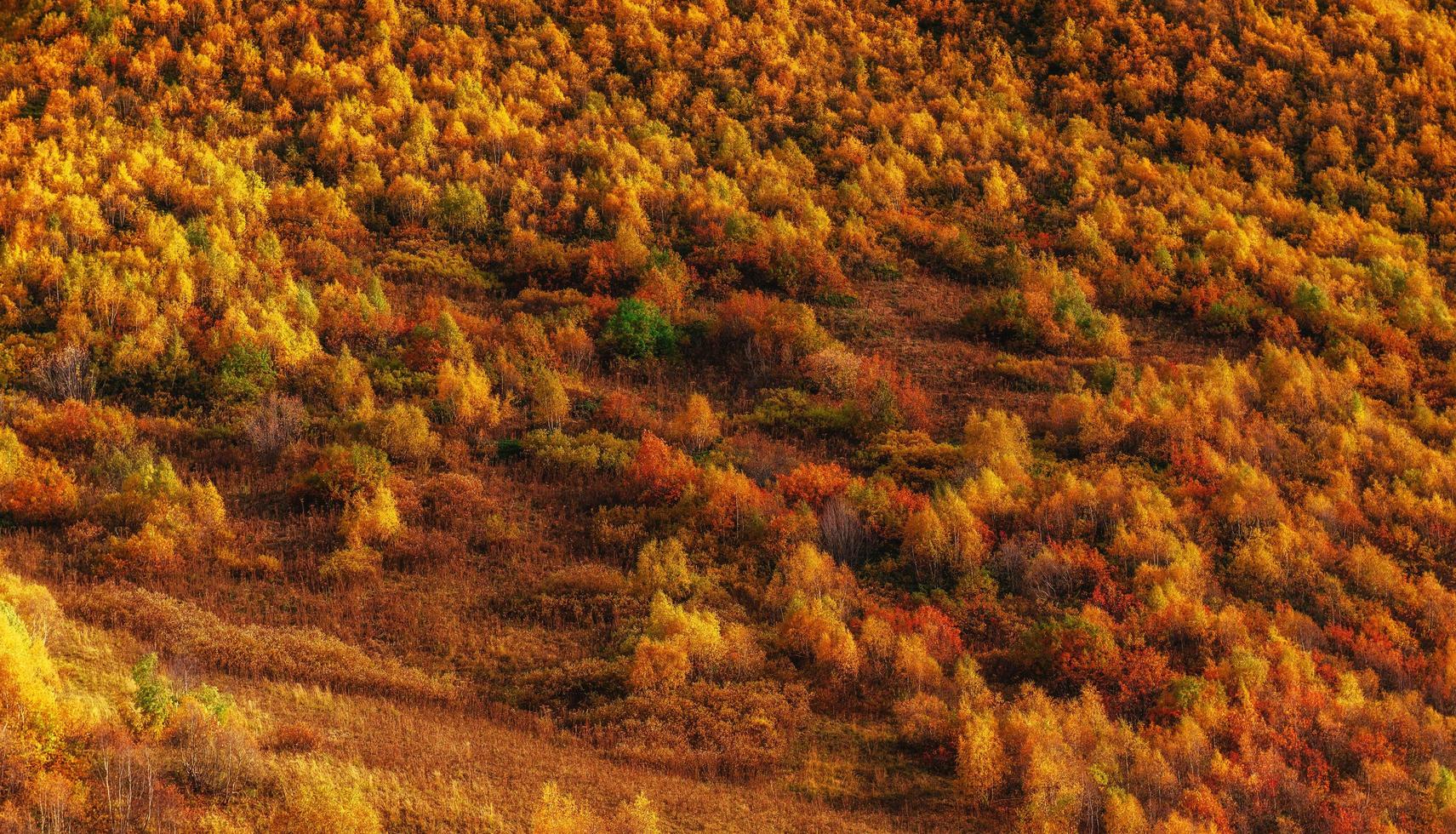 floresta na tarde ensolarada durante a temporada de outono. Cárpatos. ucrânia foto