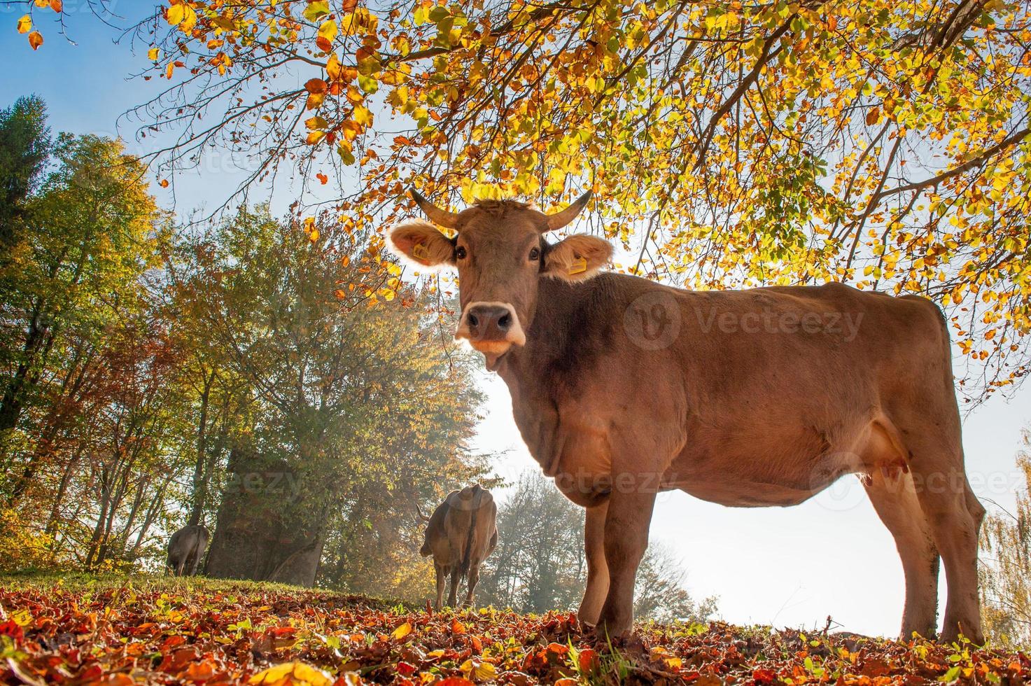 vacas pastando se alimentando de grama foto