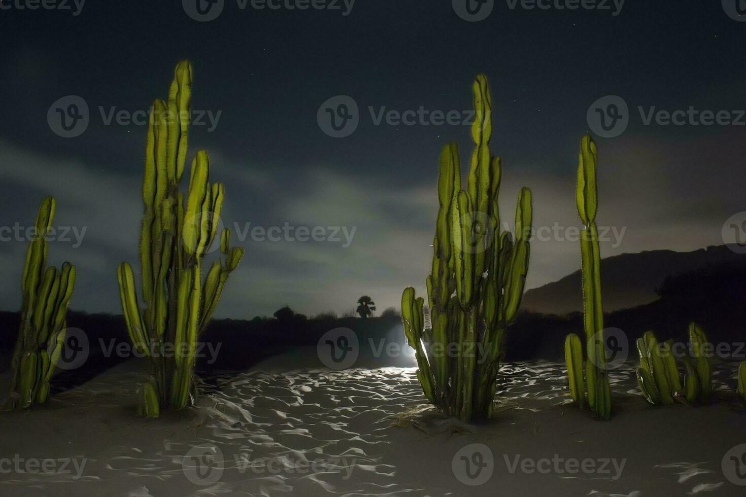 vista da árvore de cactos à noite foto