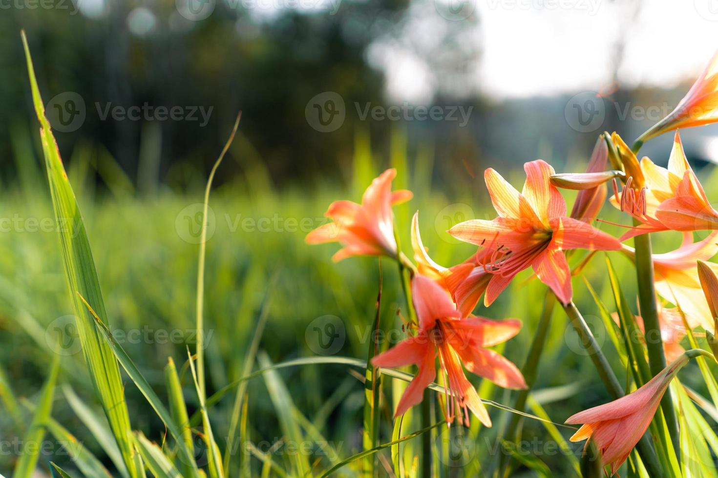 flores na primavera e fundo de grama foto