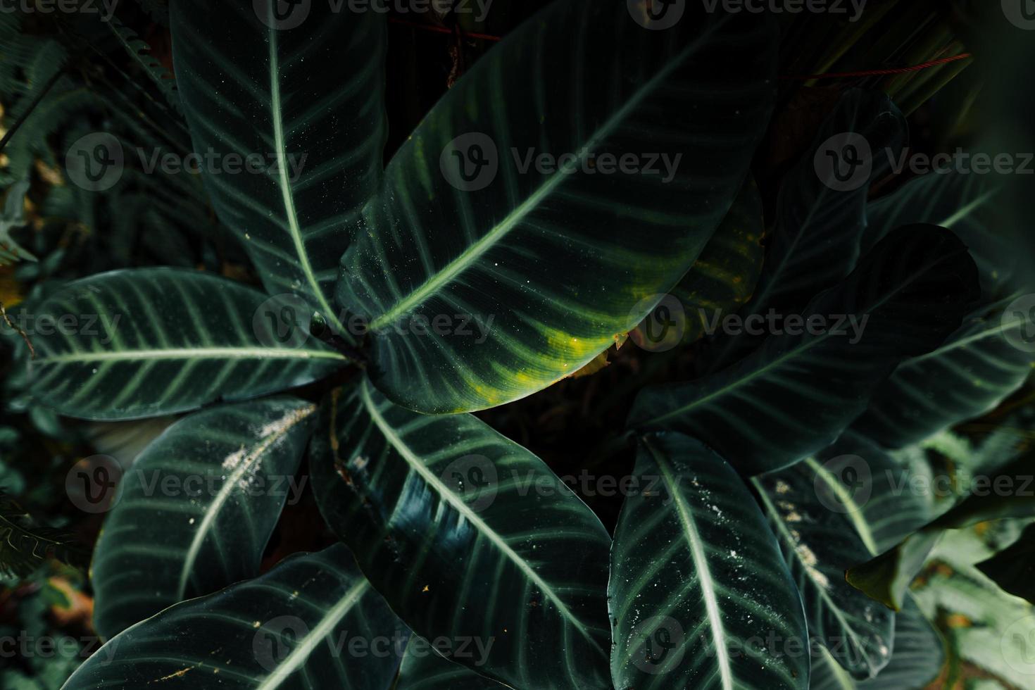 closeup vista da natureza do fundo da folha tropical foto