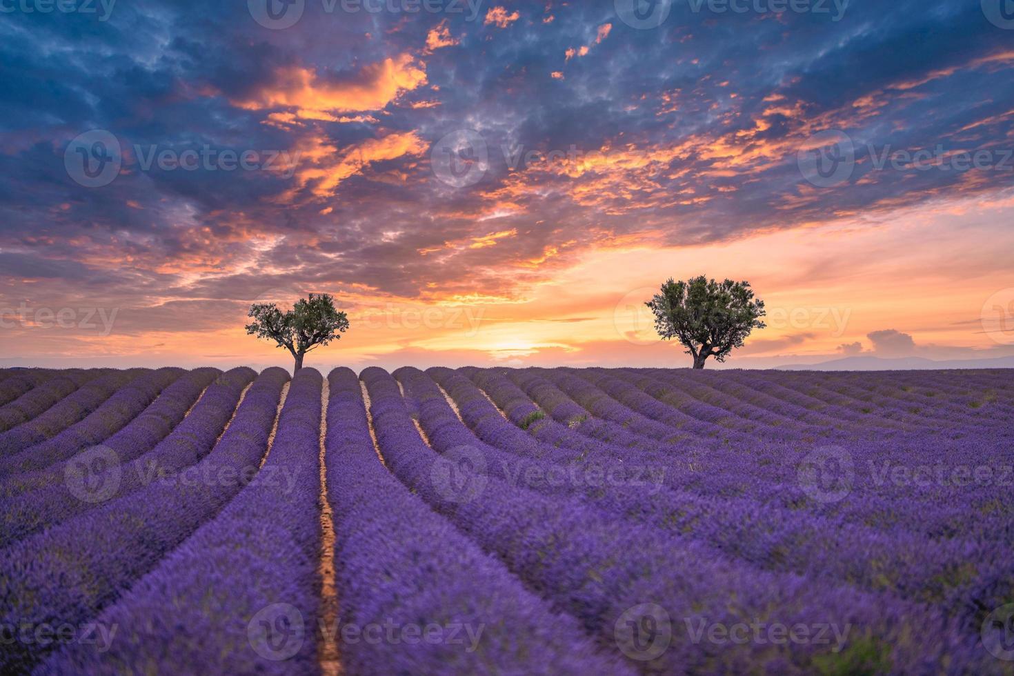 paisagem deslumbrante com campo de lavanda ao pôr do sol, céu dramático sobre infinitas linhas de flores. flores da natureza, incrível paisagem cênica, duas árvores de fundo foto