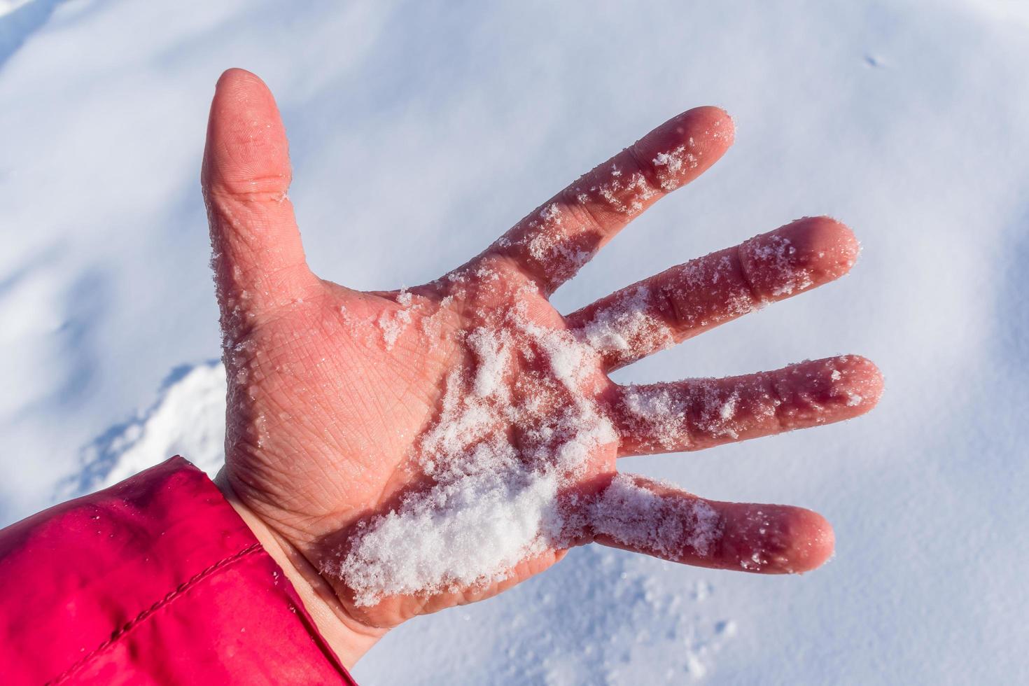 um homem segura um punhado de neve fresca em uma palma congelada do frio no inverno foto