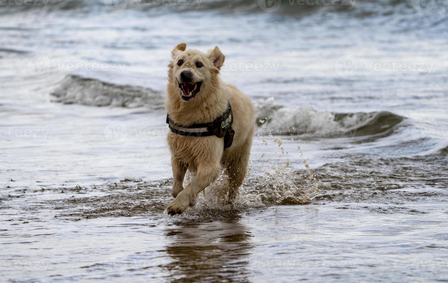 retriever dourado no mar foto