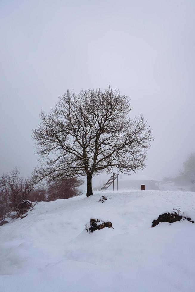 neve na árvore na montanha na temporada de inverno foto