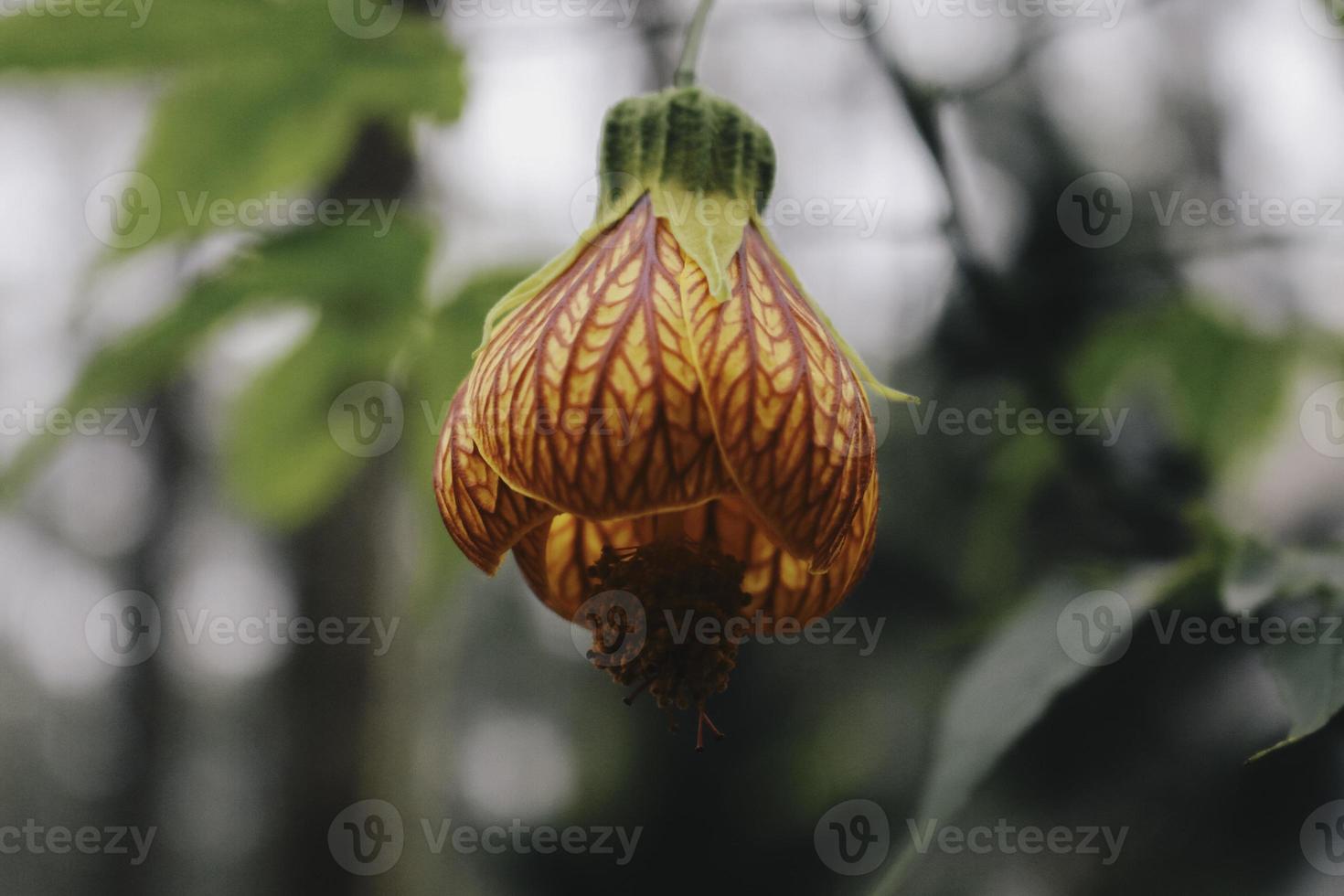 flor de abutilon vermelho e comumente conhecido como abutilon pictum foto