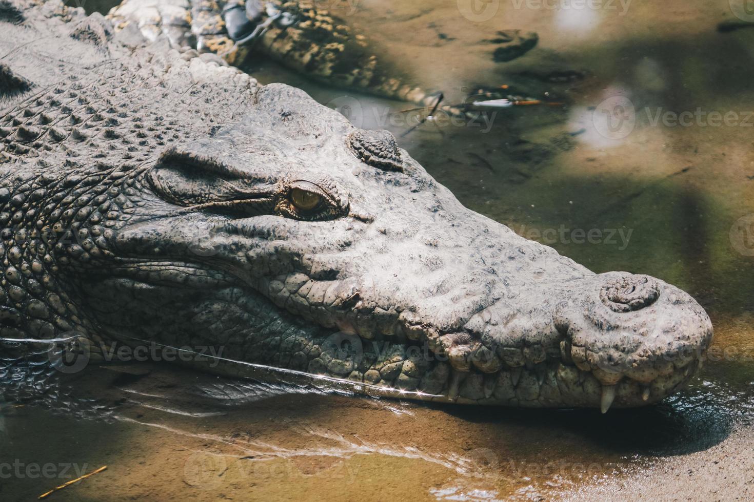 crocodilo de água salgada ou crocodilo de água salgada ou crocodilo indo australiano ou crocodilo devorador de homens. tomando sol no pântano. foto