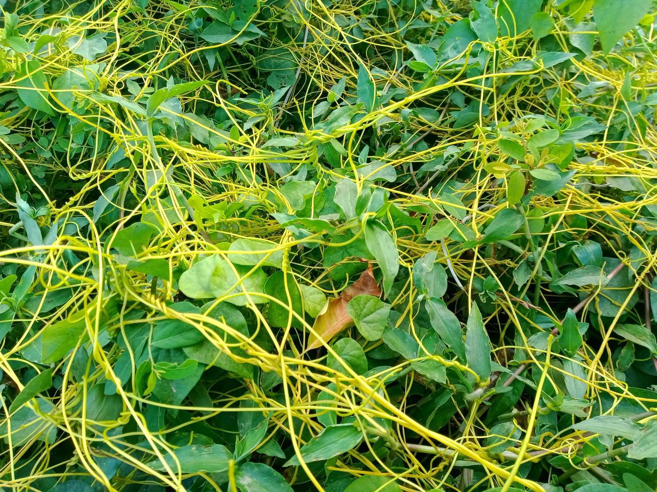 papel de parede ou fundo de grama verde, foto