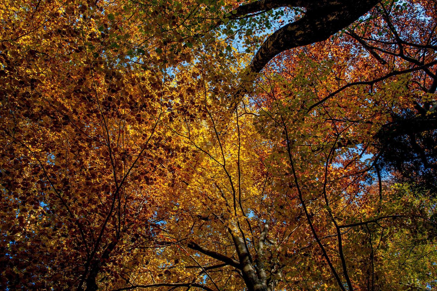 floresta encantada com as cores do outono foto