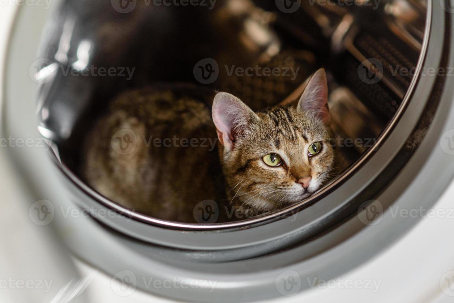 o gato está sentado em um tambor na máquina de lavar foto