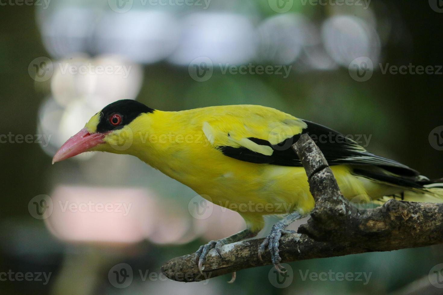 oriole de nuca preta ou único pássaro amarelo empoleirado em um galho de árvore. foto