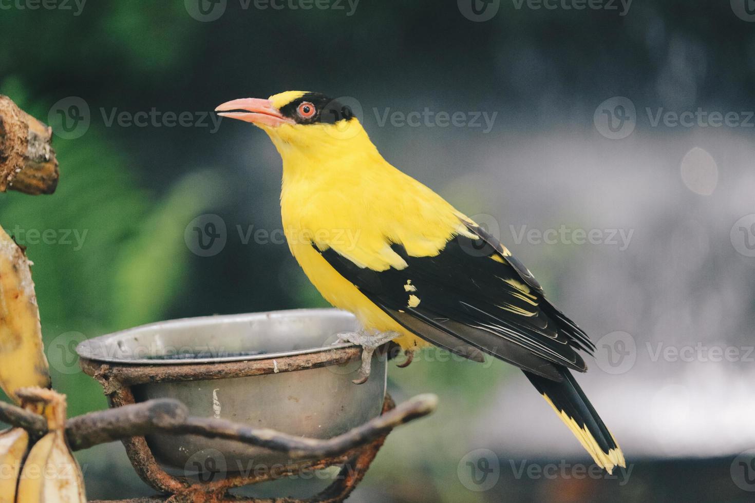 oriole de nuca preta ou único pássaro amarelo empoleirado em um galho de árvore. foto