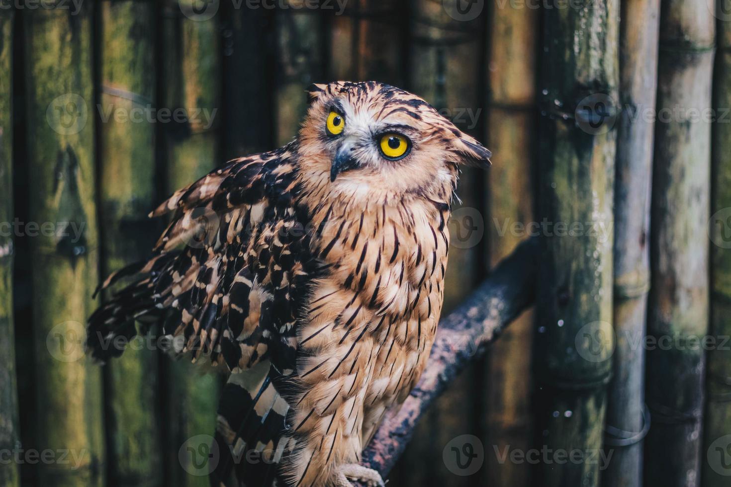 a coruja de peixe buffy ou burung hantu beluk ketupa ou coruja de peixe malaio, pássaro descansando no poleiro foto