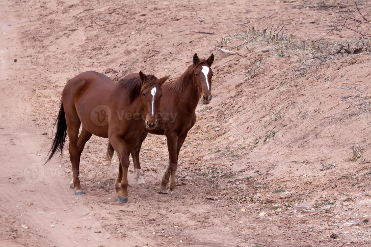 cavalos selvagens canyon de chelly foto