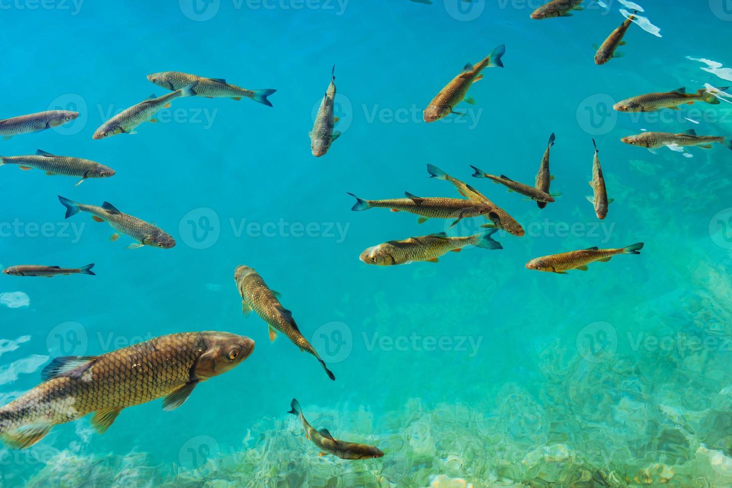 belos peixes no lago turquesa. outono fantástico. plitvice foto