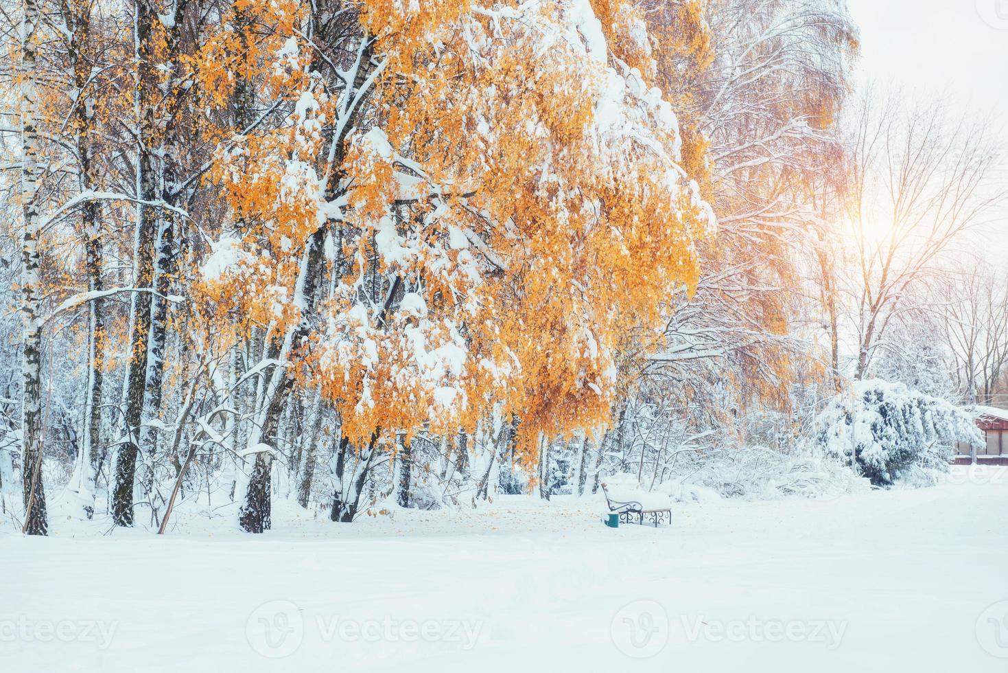 floresta de faias de montanha de outubro com a primeira neve do inverno. Cárpatos. ucrânia europa foto