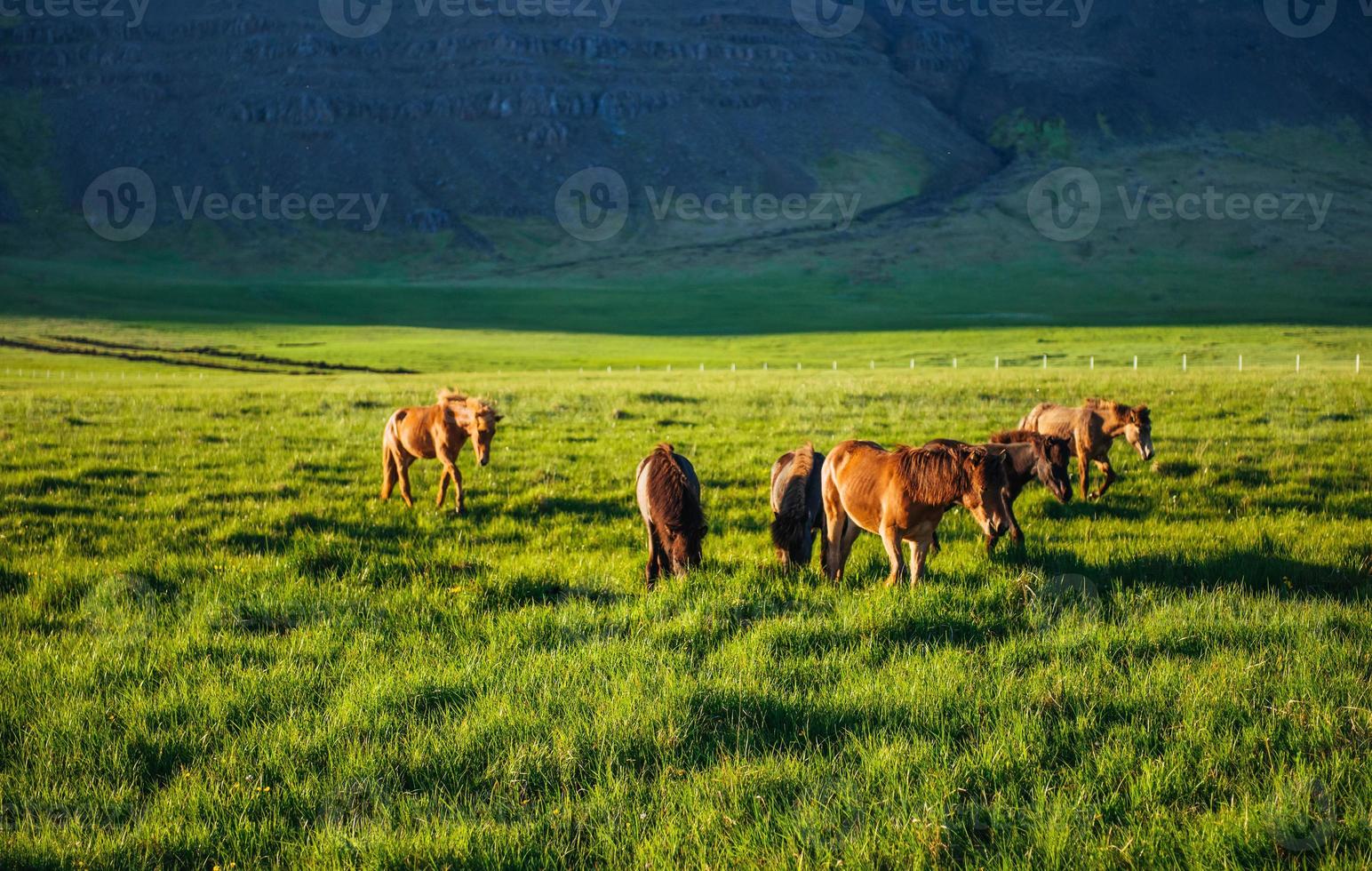 encantadores cavalos islandeses em um pasto com montanhas no bac foto