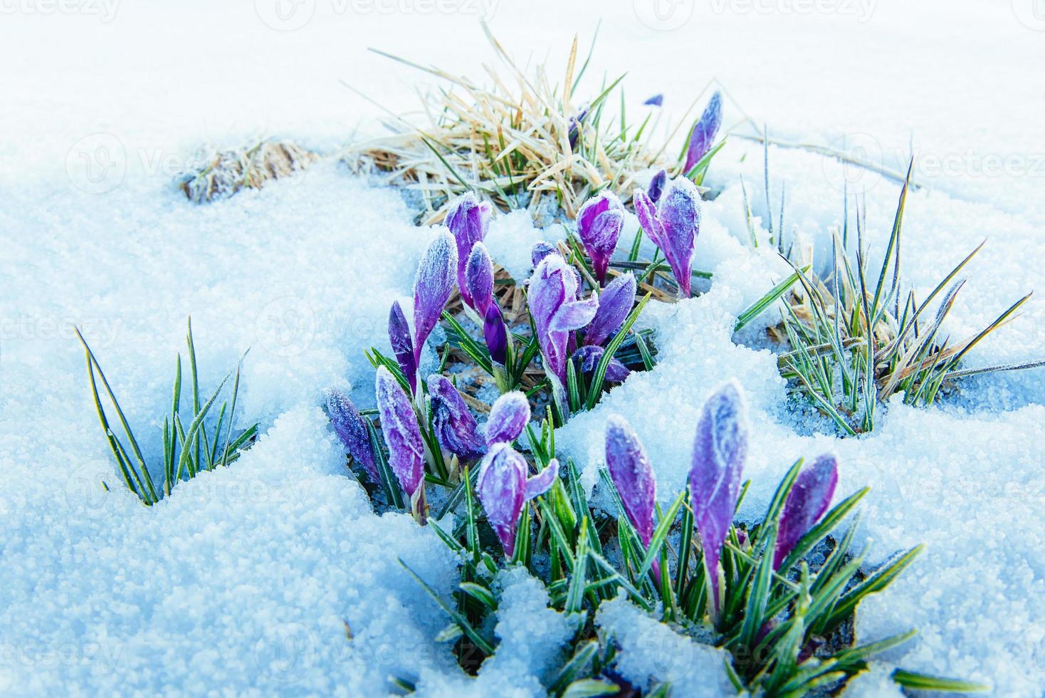açafrões de primavera na neve derretida foto