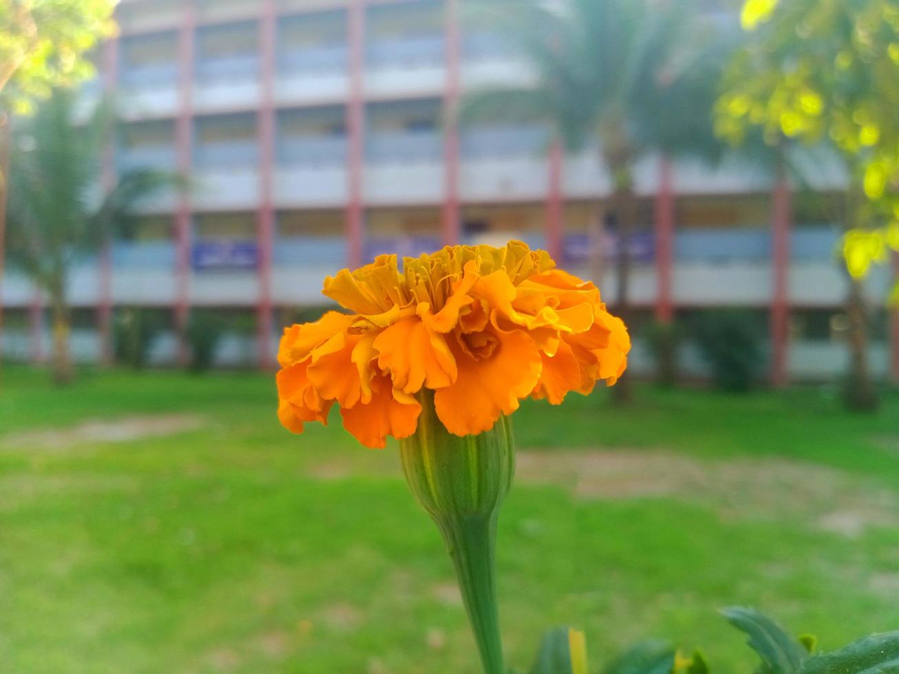 flores amarelas e fundo verde foto