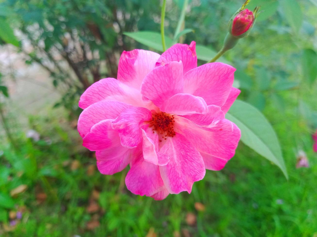 rosa flor verde fundo nacional foto