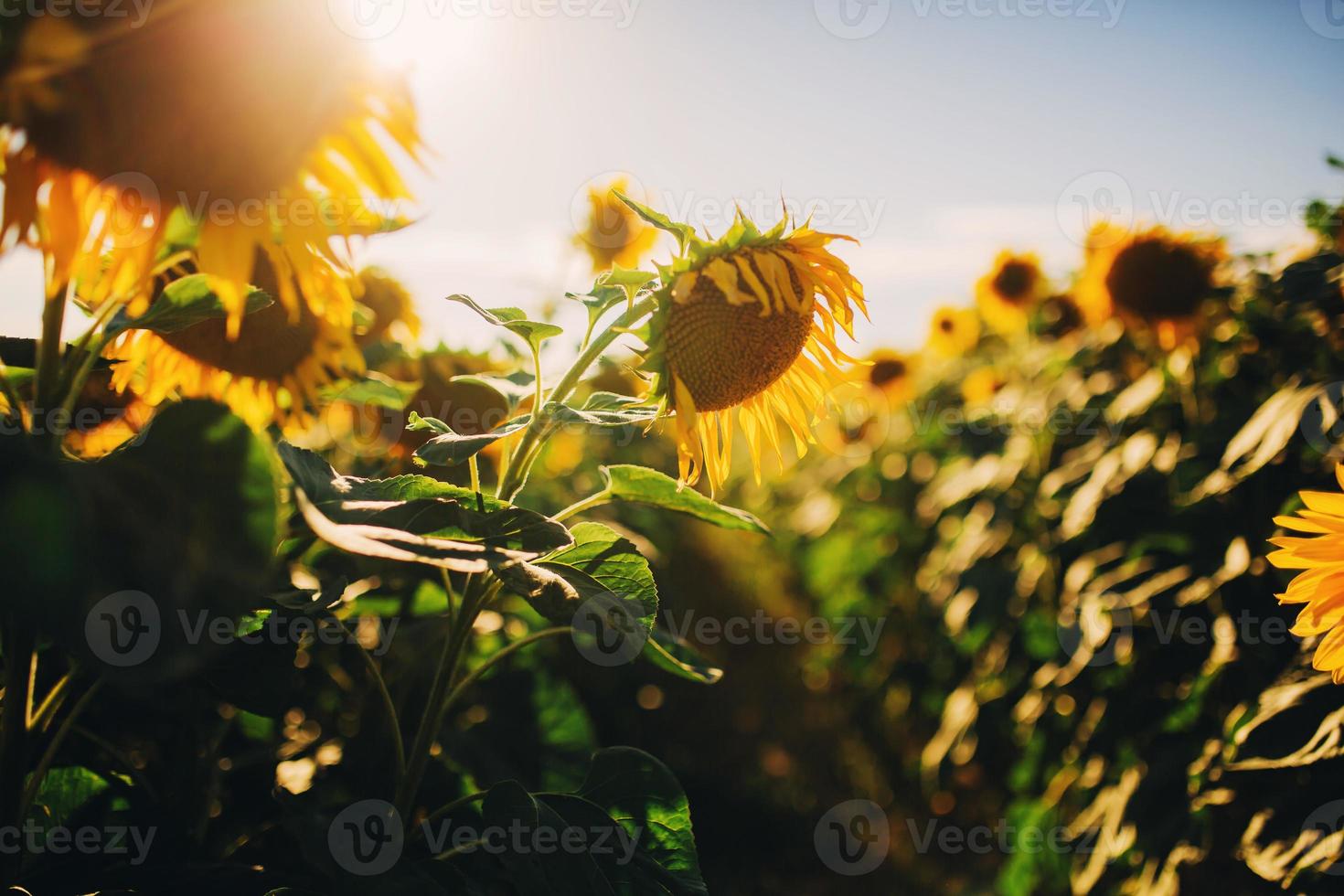 paisagem de campo de girassóis com flor grande na frente no sol de verão foto