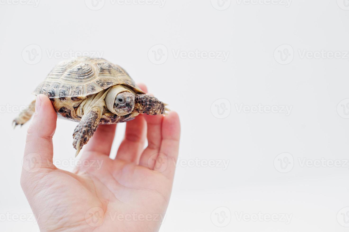 tartaruga terrestre asiática na mão do homem isolado no branco. natureza e conceito humano. foto