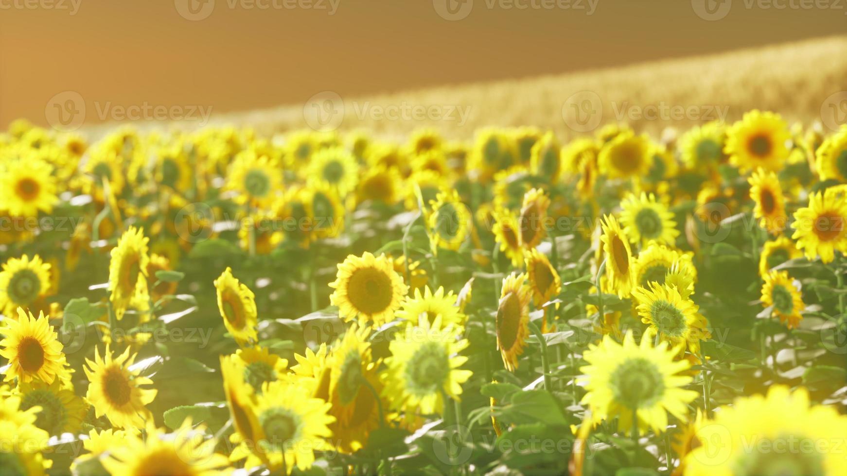 campos de girassol na luz quente da noite foto